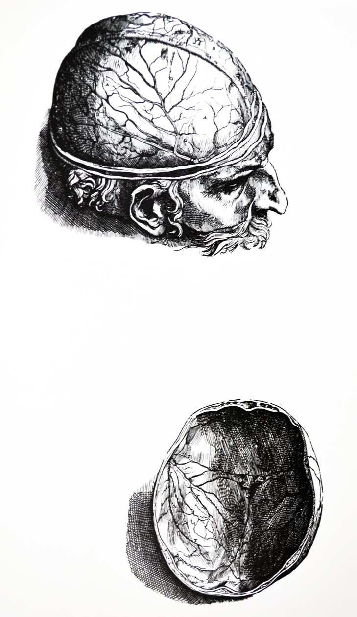 Płyty z siódmej księgi De Humani Corporis Fabrica autorstwa Andreas Vesalius
