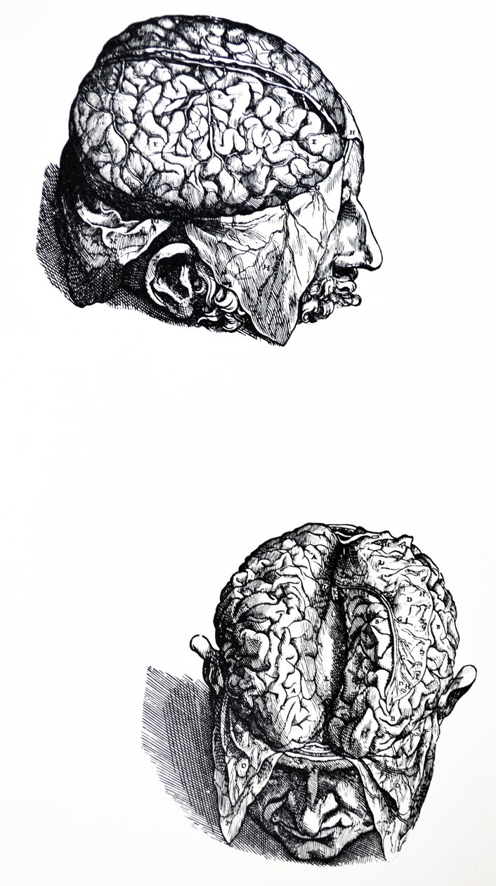 Płyty z siódmej księgi De Humani Corporis Fabrica autorstwa Andreas Vesalius