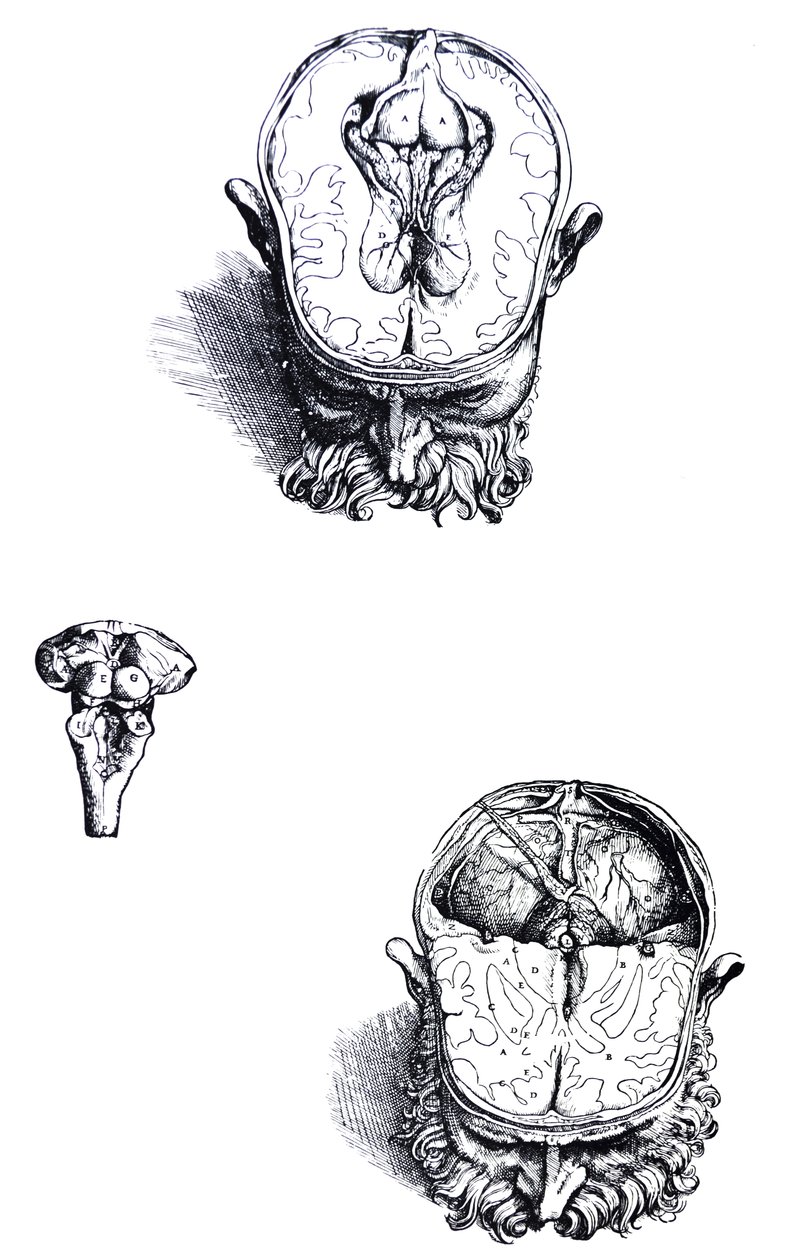 Płyty z siódmej księgi De Humani Corporis Fabrica autorstwa Andreas Vesalius