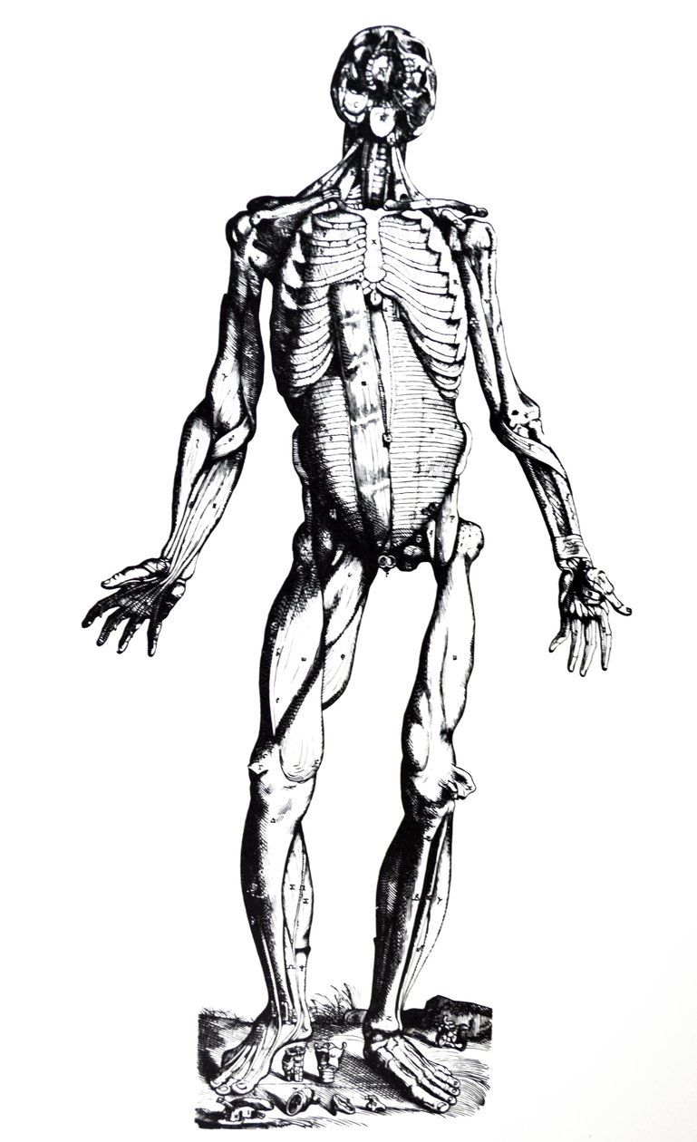 Płyty z siódmej księgi De Humani Corporis Fabrica autorstwa Andreas Vesalius