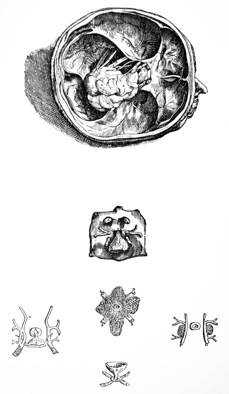 Płyty z siódmej księgi De Humani Corporis Fabrica autorstwa Andreas Vesalius
