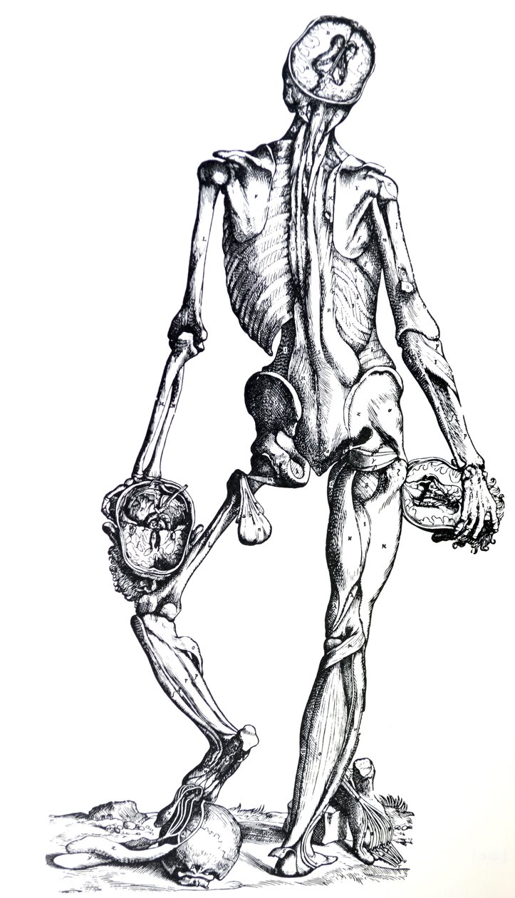 Płyty z siódmej księgi De Humani Corporis Fabrica autorstwa Andreas Vesalius