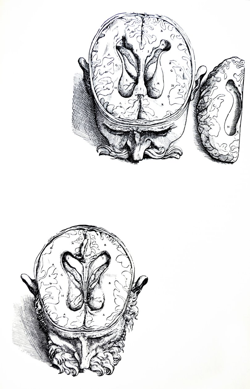 Płyty z siódmej księgi De Humani Corporis Fabrica autorstwa Andreas Vesalius