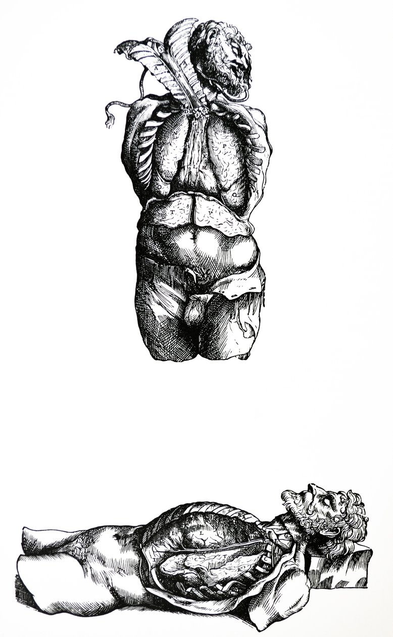 Płyty z szóstej księgi De Humani Corporis Fabrica autorstwa Andreas Vesalius