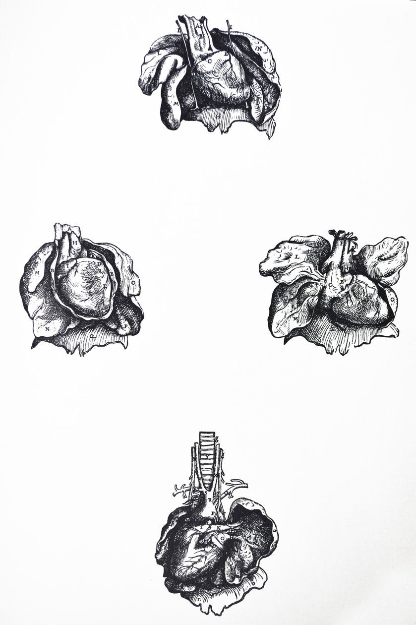 Płyty z szóstej księgi De Humani Corporis Fabrica autorstwa Andreas Vesalius
