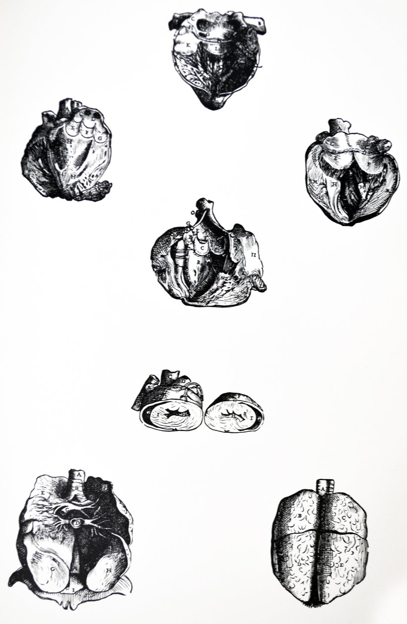 Płyty z szóstej księgi De Humani Corporis Fabrica autorstwa Andreas Vesalius