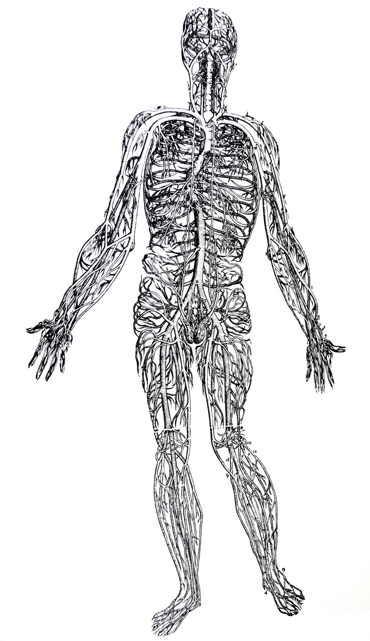 Tabliczki z trzeciej księgi De Humani Corporis Fabrica autorstwa Andreas Vesalius
