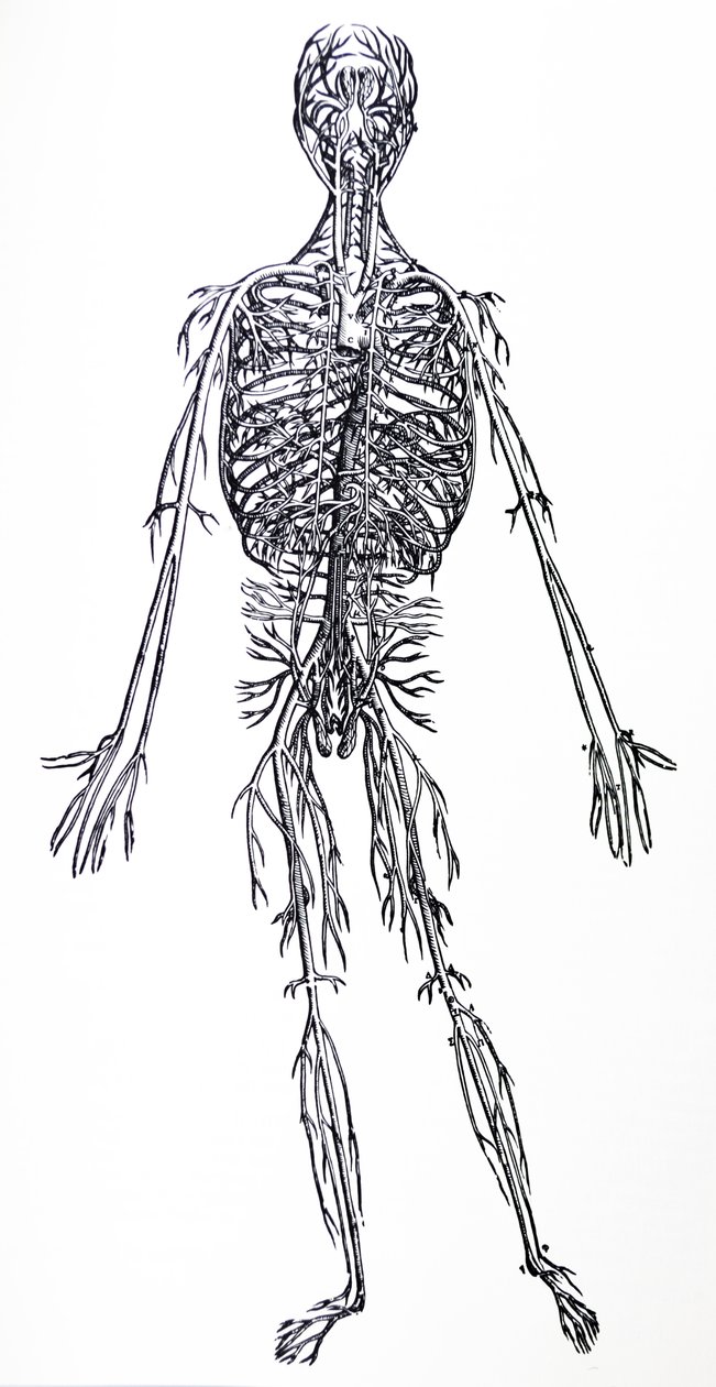 Płyty z III Księgi De Humani Corporis Fabrica autorstwa Andreas Vesalius