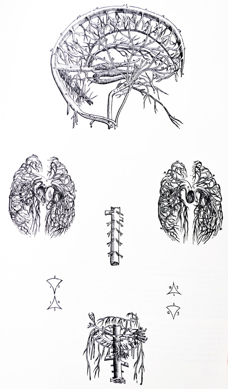 Płyty z III Księgi De Humani Corporis Fabrica autorstwa Andreas Vesalius