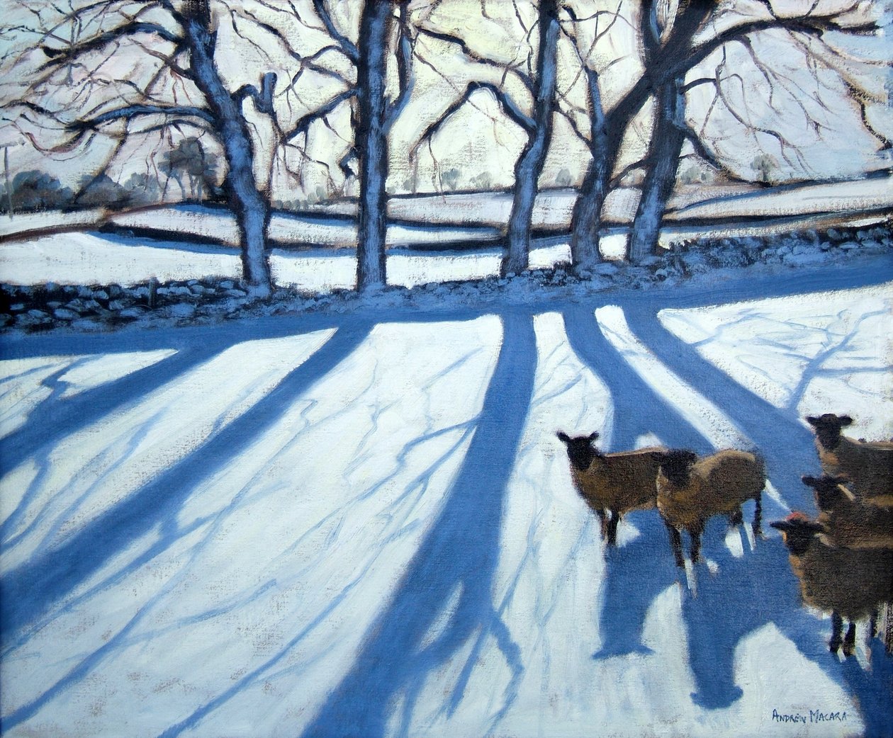 Owce w śniegu, Derbyshire autorstwa Andrew Macara