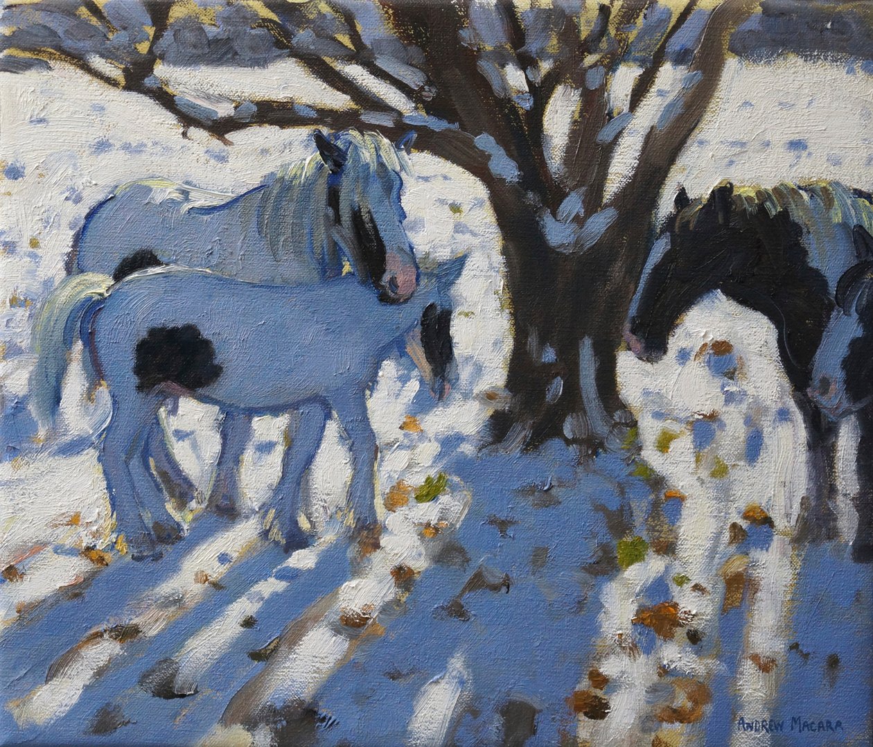 Kucyki Skewbald zimą, 2012 autorstwa Andrew Macara