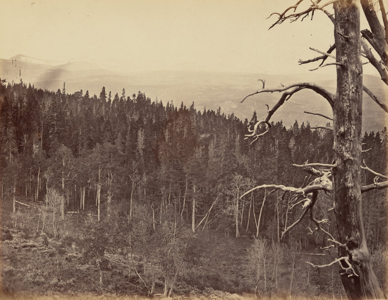 Płyta 13. Linia śniegu i drewna, góry Laramie, 1869 r. (zdjęcie) autorstwa Andrew Joseph Russell