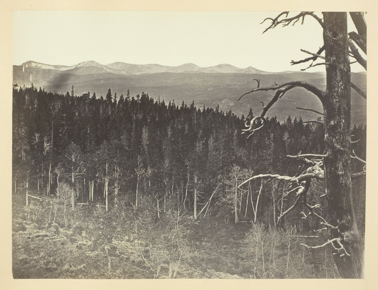 Linia śniegu i drewna, Medicine Bow Mountain autorstwa Andrew Joseph Russell
