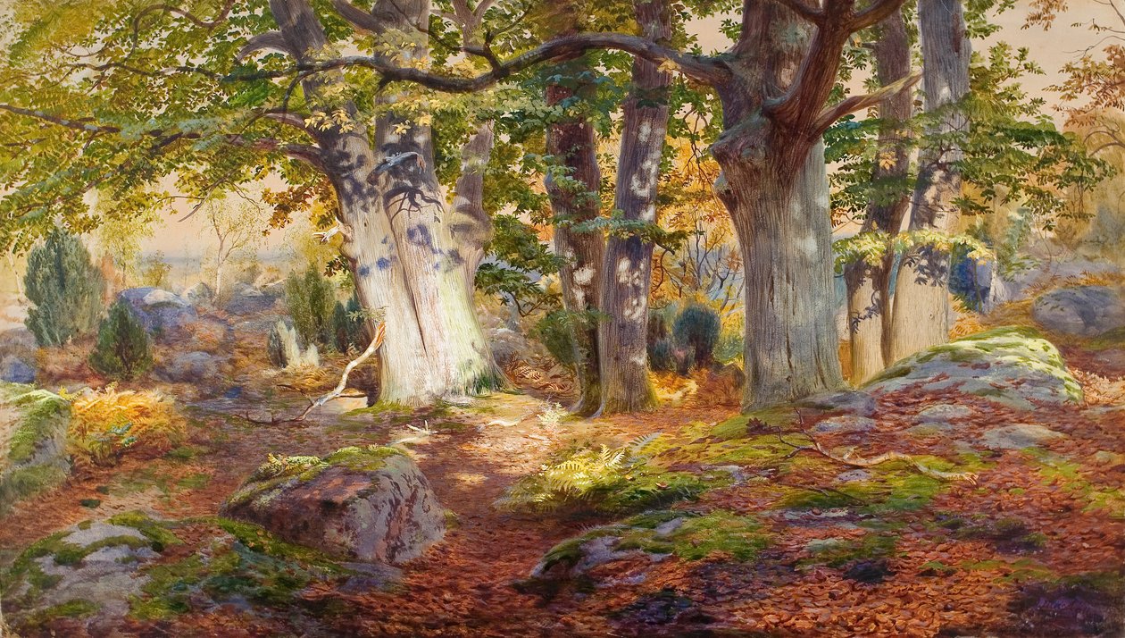 Jesienne słońce po deszczu, Fontainebleau (akwarela i akwarela na papierze) autorstwa Andrew MacCallum
