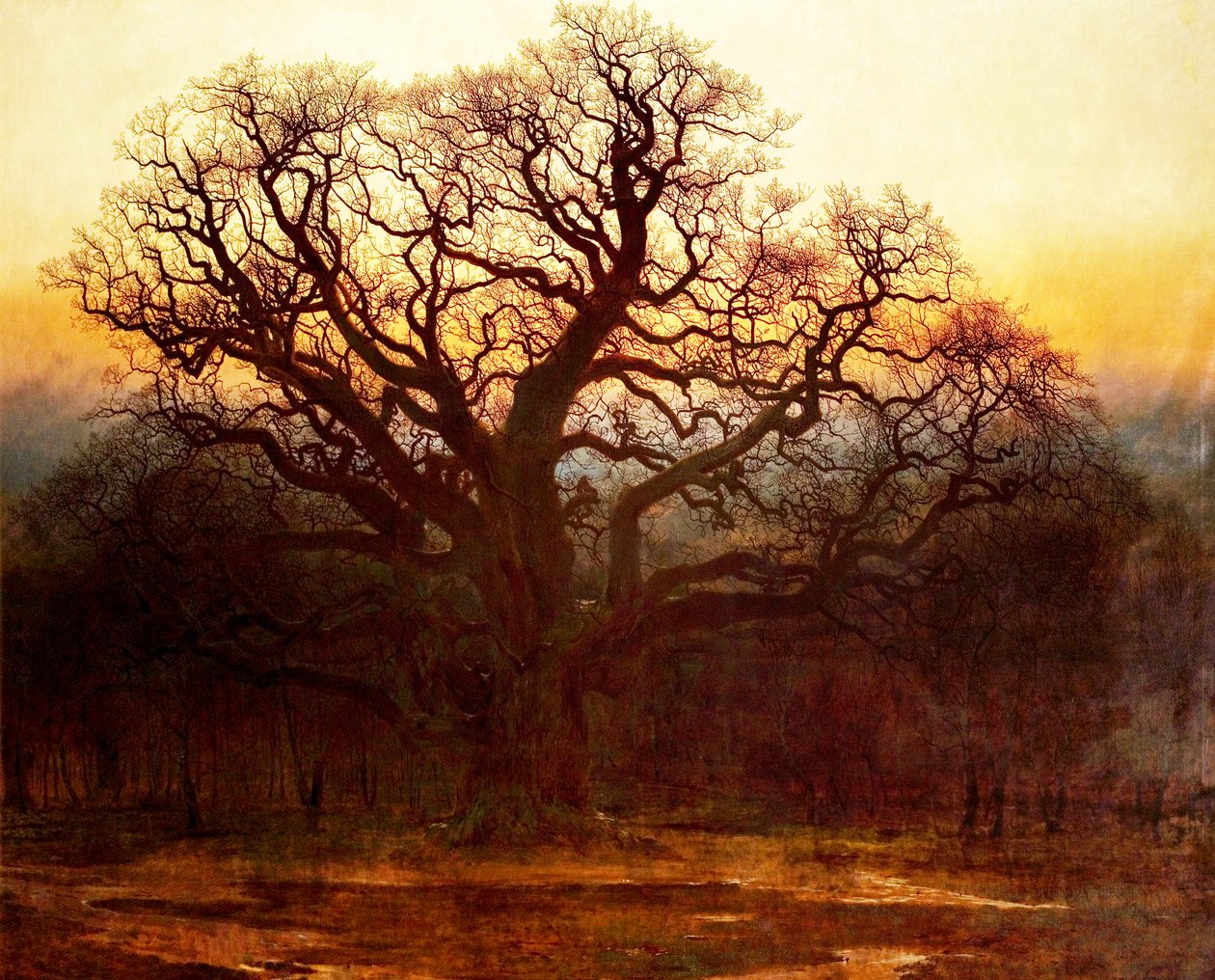 Major Oak, Las Sherwood, Nottinghamshire, 1882 autorstwa Andrew MacCallum