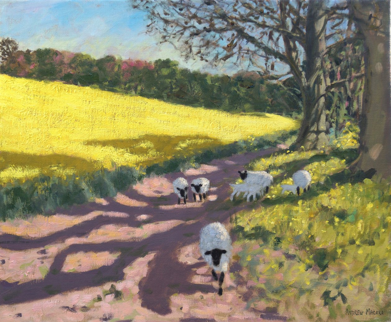Owca i żółte pole,2017, autorstwa Andrew Macara