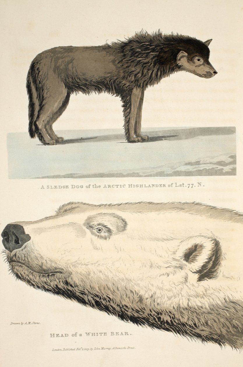 Pies zaprzęgowy górala arktycznego i głowa białego niedźwiedzia, ilustracja z „Podróży odkrywczej...”, 1819 autorstwa Andrew Motz Skene