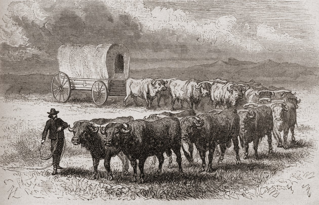 Pędzące woły przez wielkie równiny Ameryki w 1867 r., ilustracja z „Świata w rękach”, opublikowana w 1878 r. autorstwa Ange Louis Janet