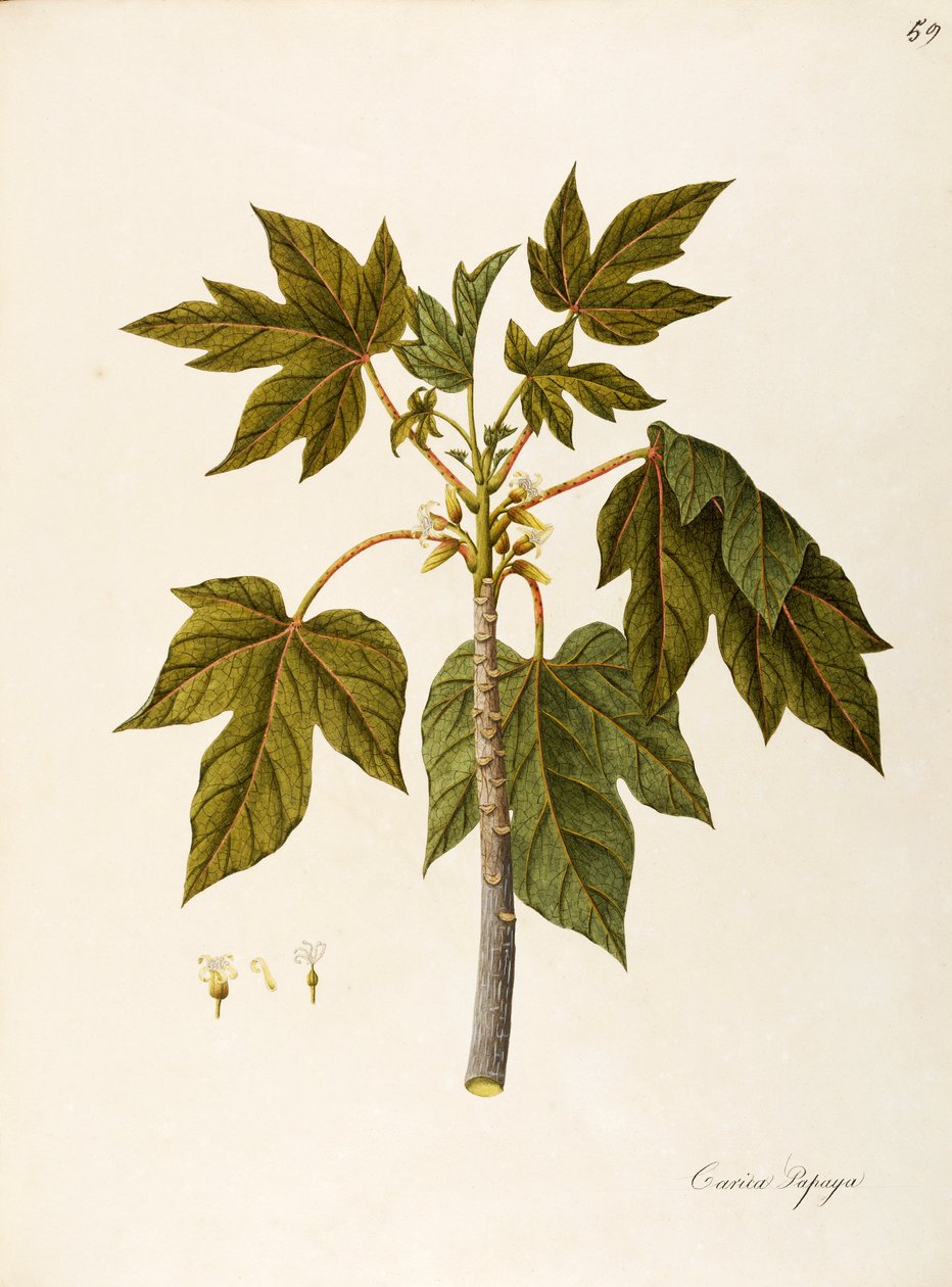 Papaya (Carica papaya), Caricaceae, ciepłe drzewo szklarniowe o trwałych liściach, uprawiane dla owoców, pochodzące z tropikalnej Ameryki, akwarela autorstwa Angela Rossi Bottione