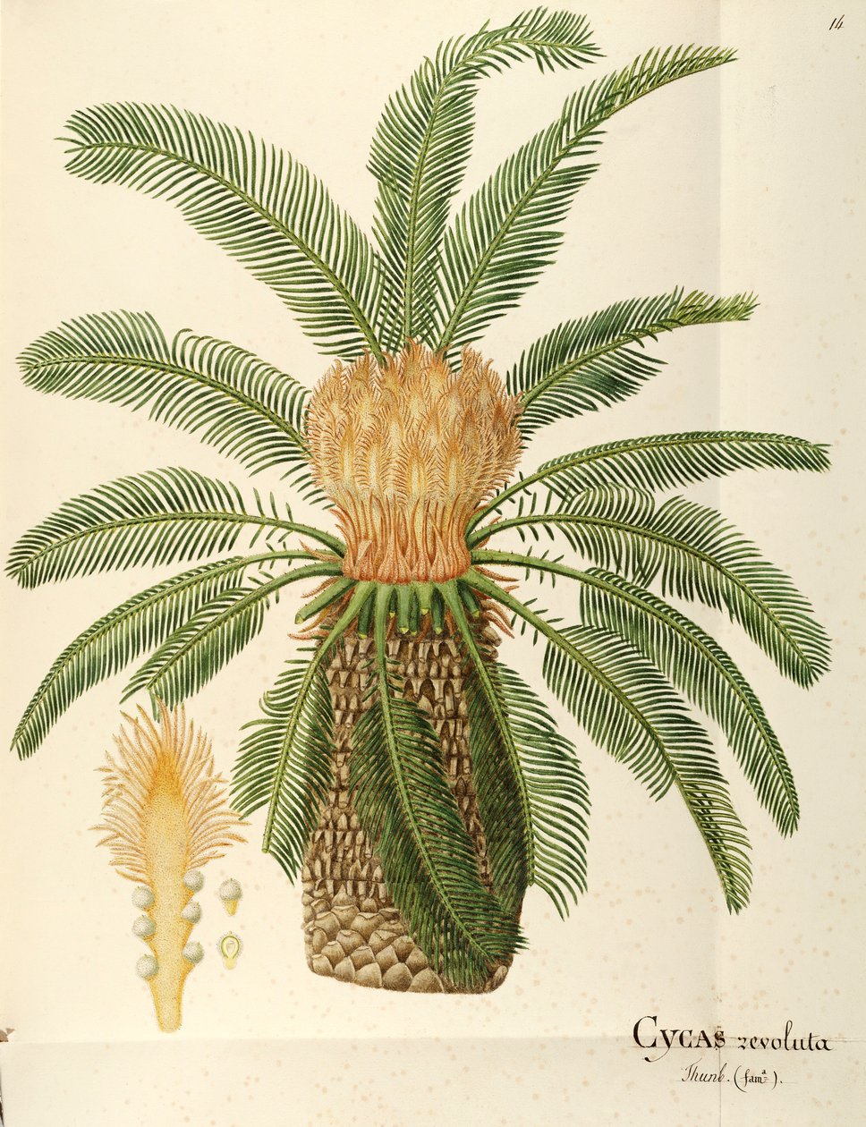 Palma sago (Cycas revoluta Thunb), Cycadaceae, Angela Rossi Bottione, akwarela autorstwa Angela Rossi Bottione