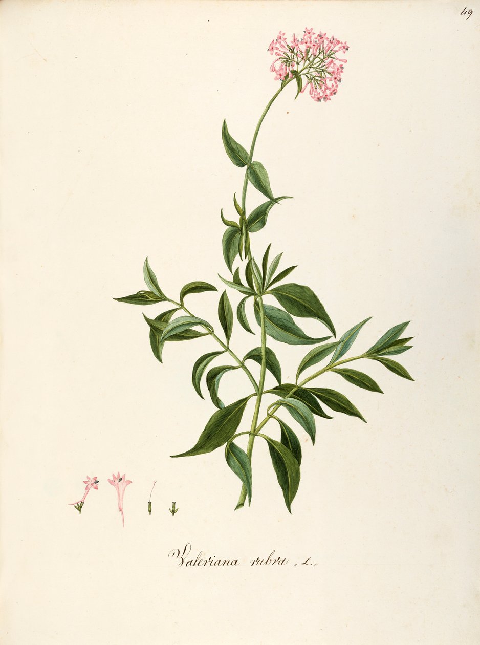 Valerianaceae, Red Valerian (Centranthus ruber), wieloletnia roślina zielna na rabaty lub ogrody skalne, spontaniczna we Włoszech, autorstwa Angela Rossi Bottione i współpracowników, akwarela autorstwa Angela Rossi Bottione