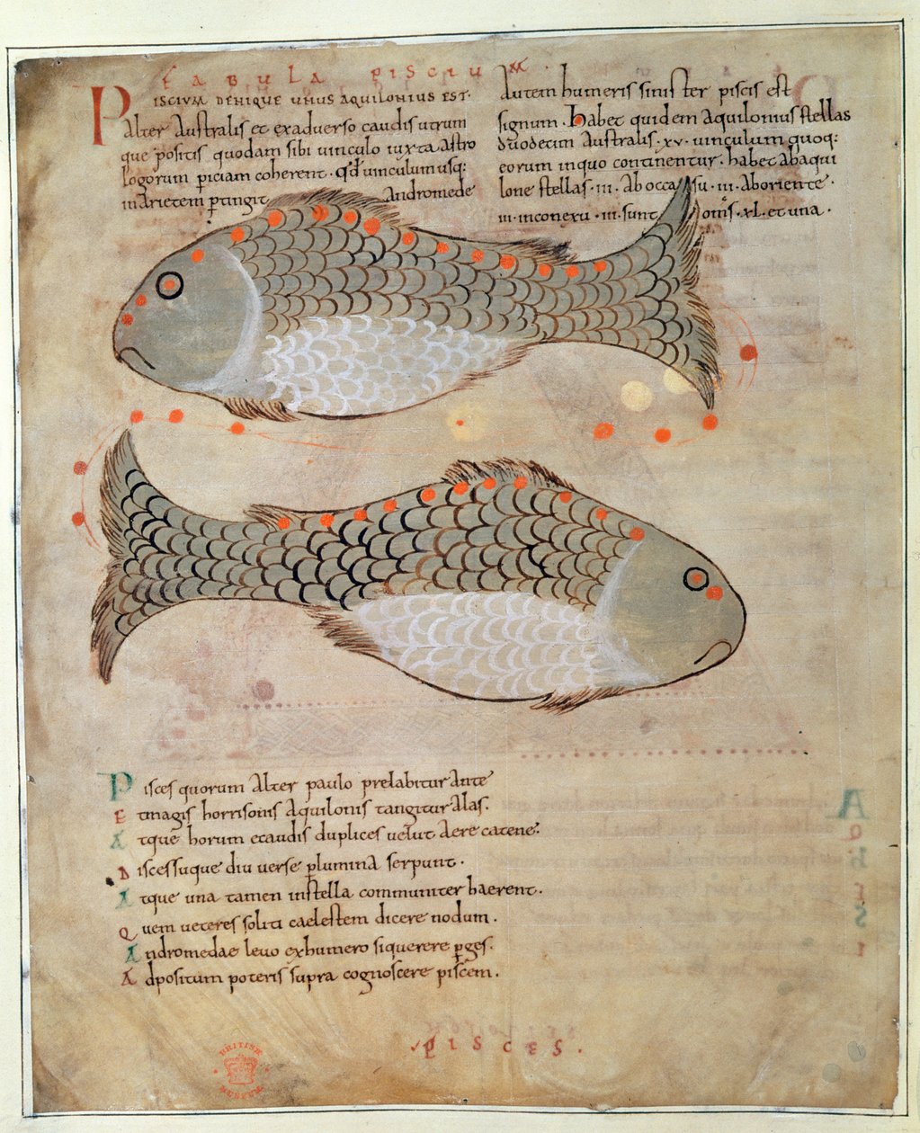 Cott Tib B V Par I 33v Konstelacja Ryb z „Cudów Wschodu”, ok. 1030 (welum) autorstwa Anglo Saxon