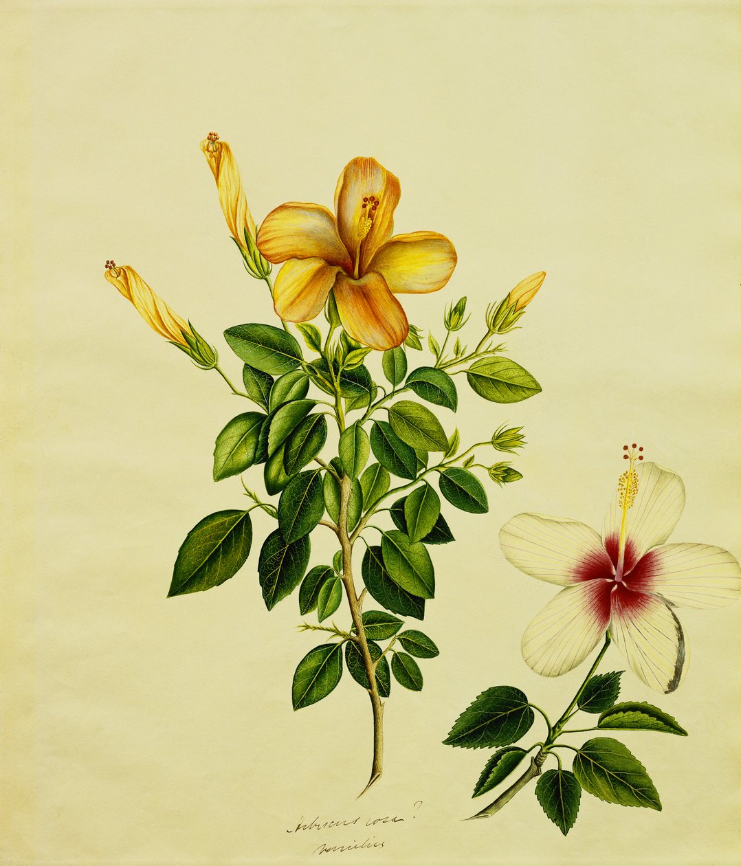 Badania Hibisci, aloesu i innych, c.1840 autorstwa Anglo Indian School