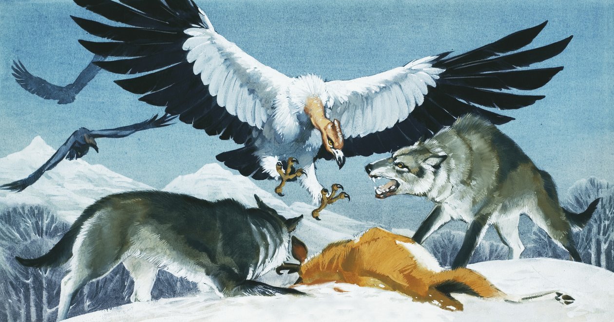 Teratornis autorstwa Angus McBride