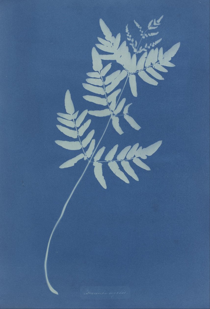 Osmunda Rigalis (Australia) autorstwa Anna Atkins