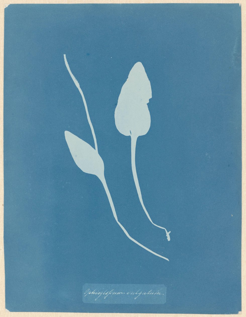 Addertong autorstwa Anna Atkins