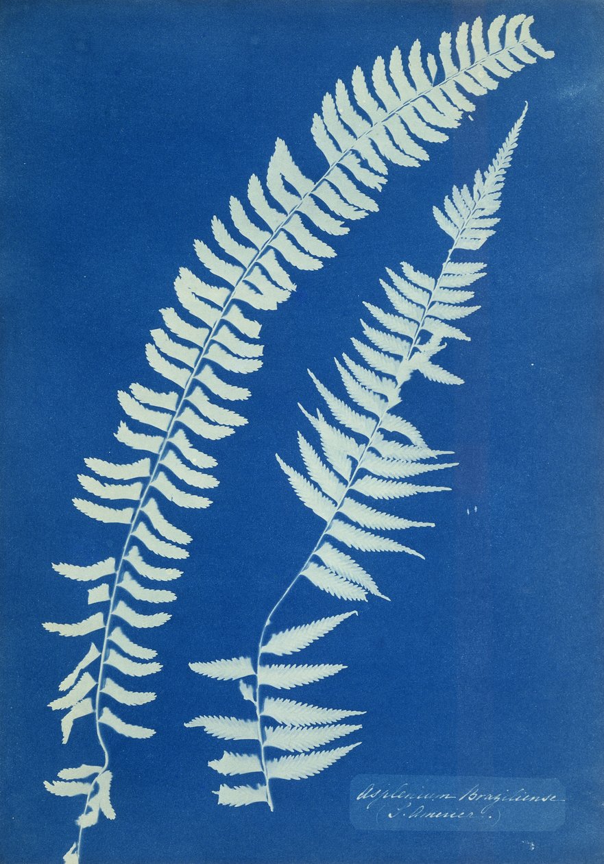 Asplenium Braziliense, Ameryka Południowa, ok. 1850 autorstwa Anna Atkins