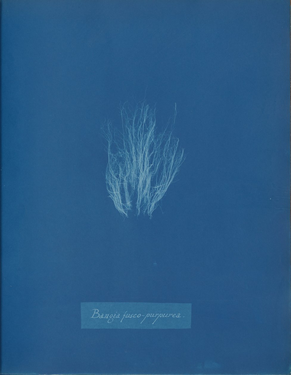 Bangia fusco-purpurea, ca. 1853. autorstwa Anna Atkins