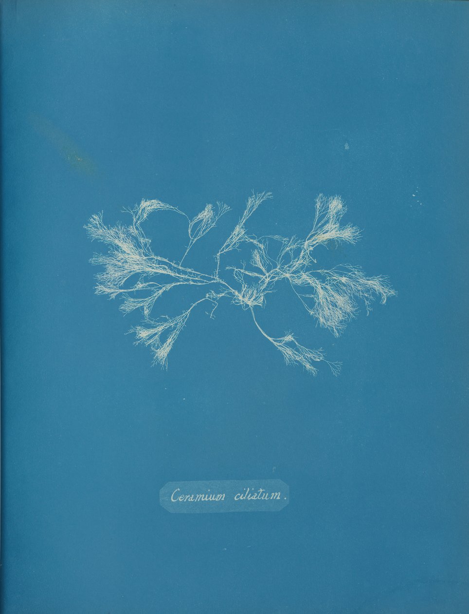 Ceramika rzęskowa, ca. 1853 autorstwa Anna Atkins