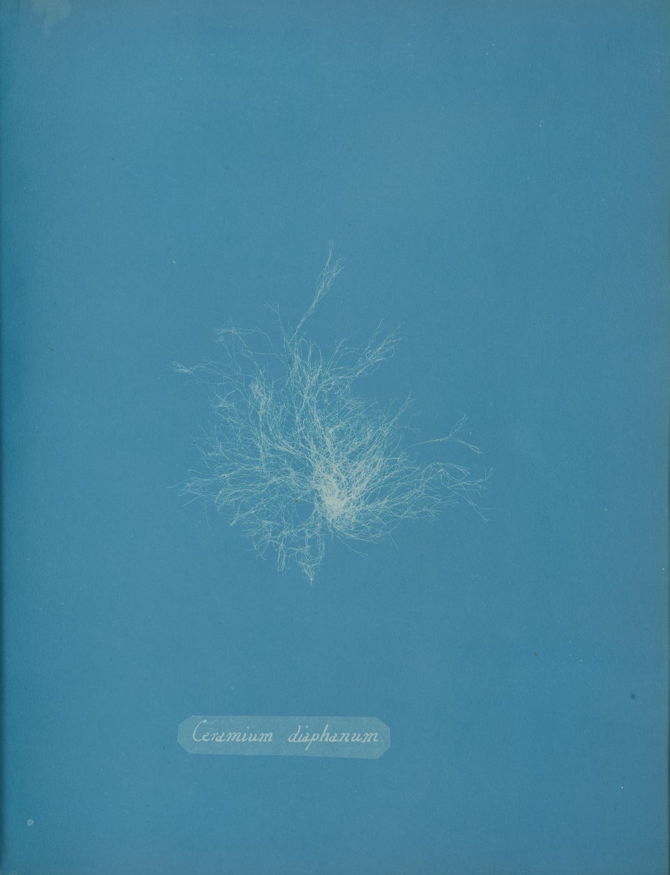 Ceramika przezroczysta, ca. 1853 autorstwa Anna Atkins
