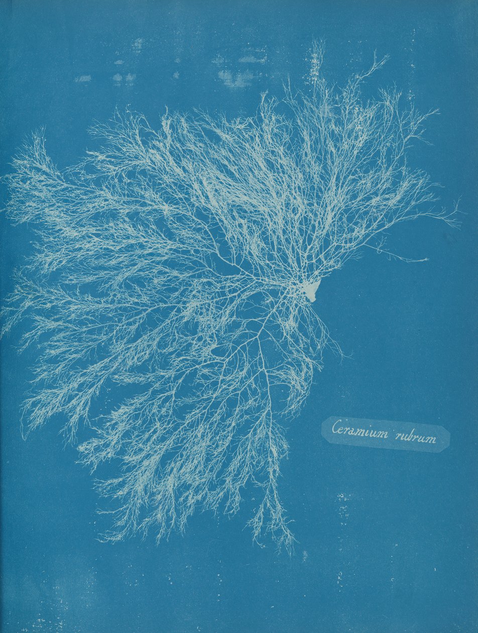 Ceramika czerwona, ca. 1853 autorstwa Anna Atkins