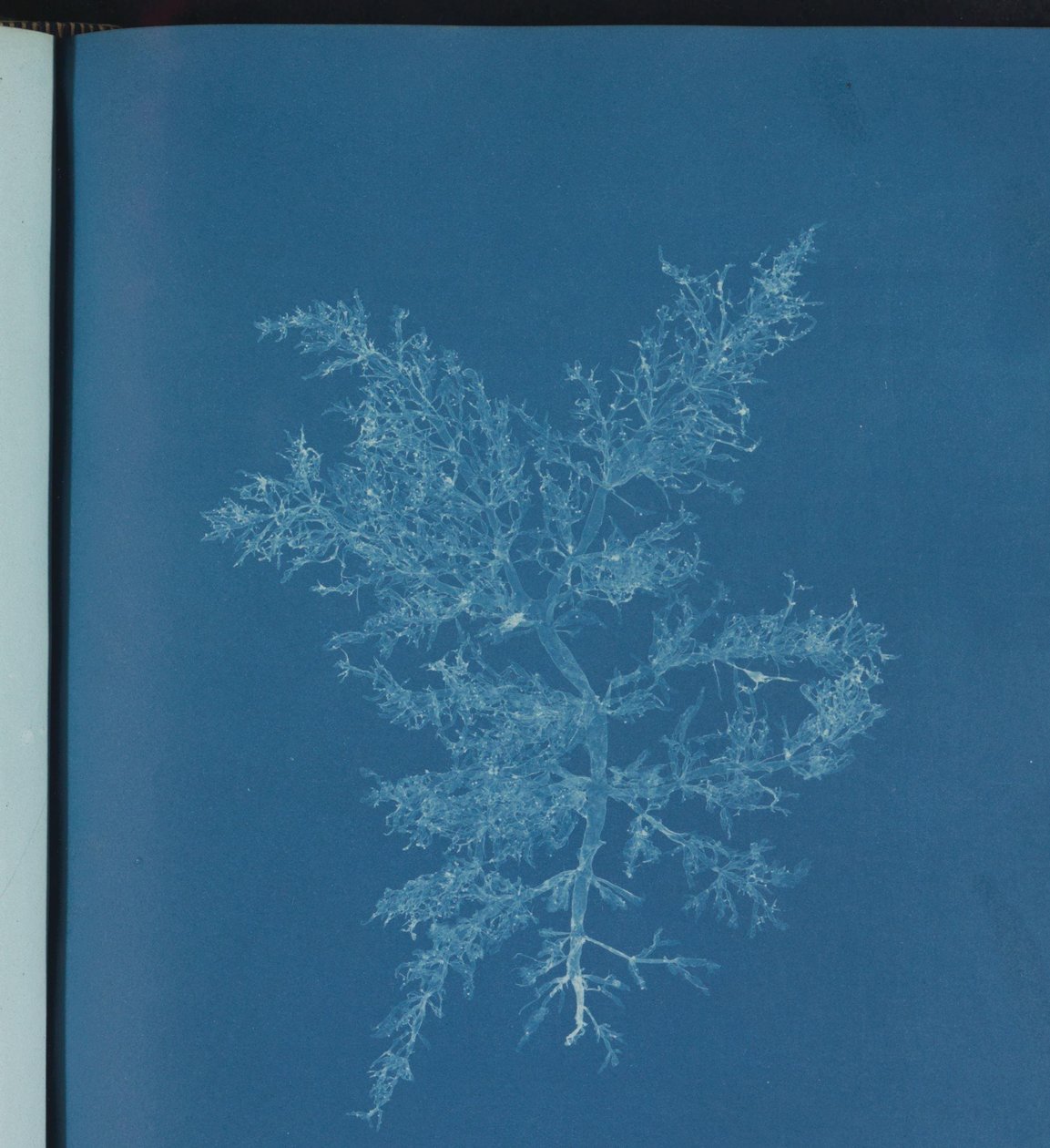 Chylocladia kaliformis autorstwa Anna Atkins