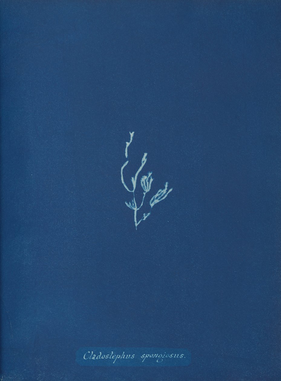 Cladostephus gąbczasty, ca. 1853 autorstwa Anna Atkins