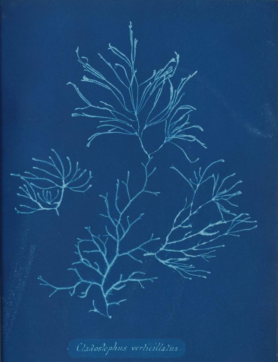 Cladostephus verticillatus, ca. 1853 autorstwa Anna Atkins