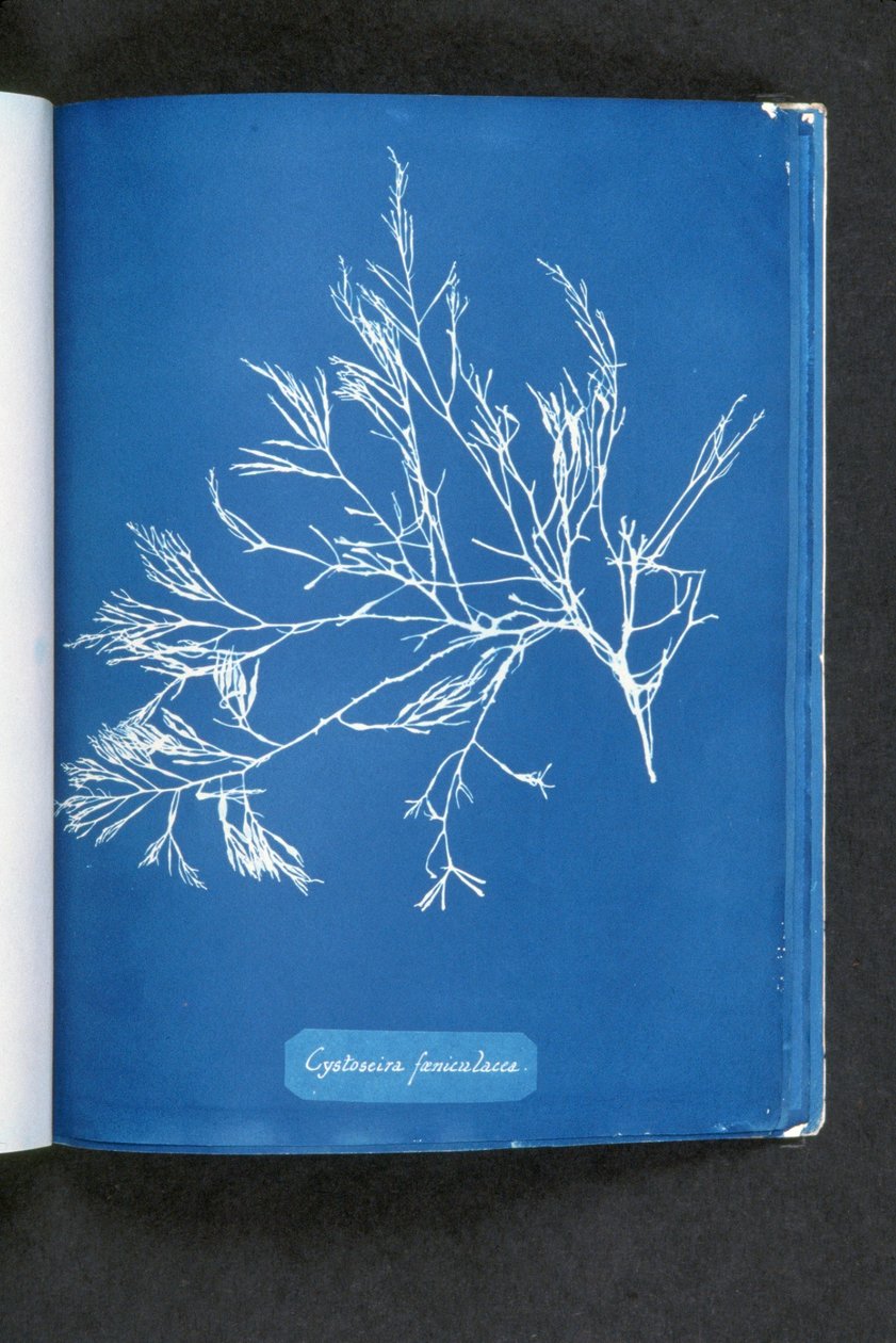 Cystoseira foeniculacea, z „Photographs of British Algae: Cyanotype Impressions”, opublikowanej w latach 1843-53 autorstwa Anna Atkins