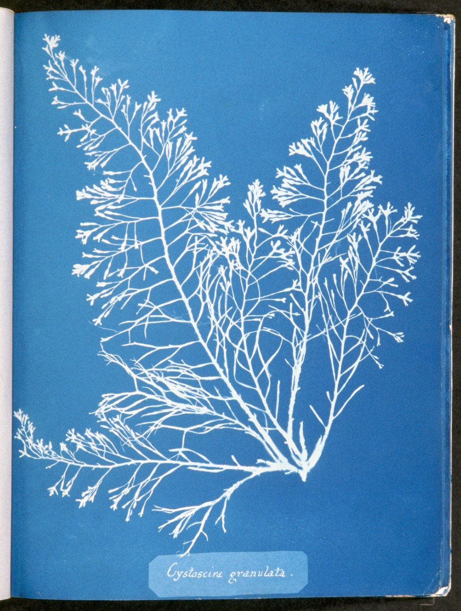 Cystoseira granula, z „Photographs of British Algae: Cyanotype Impressions”, opublikowana w latach 1843-53 autorstwa Anna Atkins