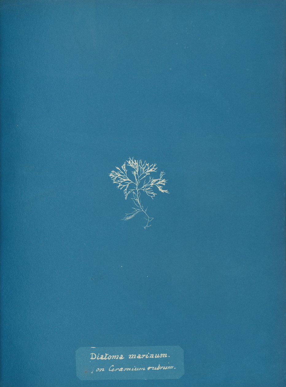 Okrzemki morskie na Ceramium rubrum, ca. 1853 autorstwa Anna Atkins