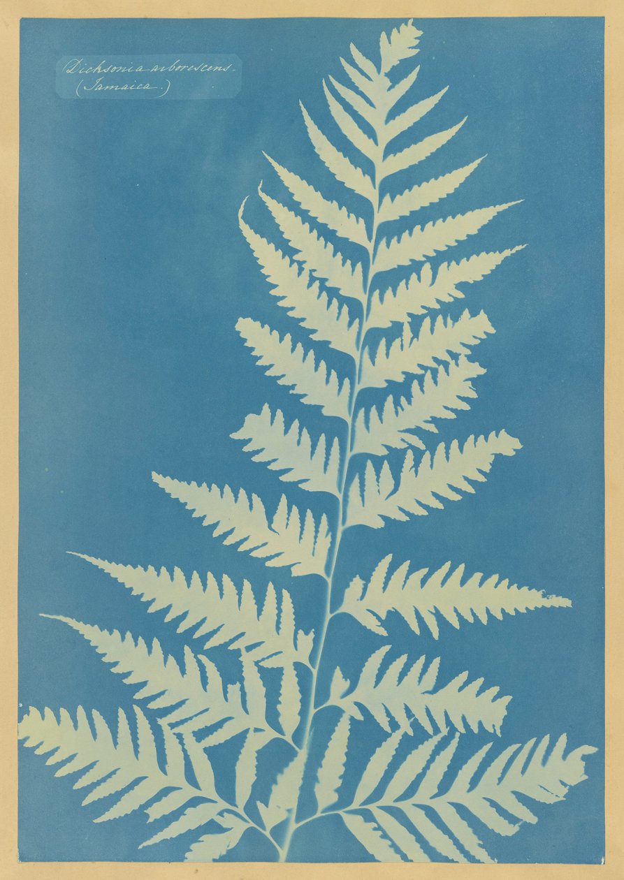 Dichsonia arborescens, Jamajka autorstwa Anna Atkins