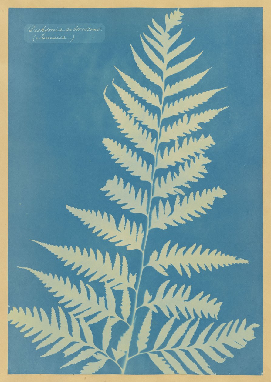 Dicksonia arborescens, Jamajka autorstwa Anna Atkins