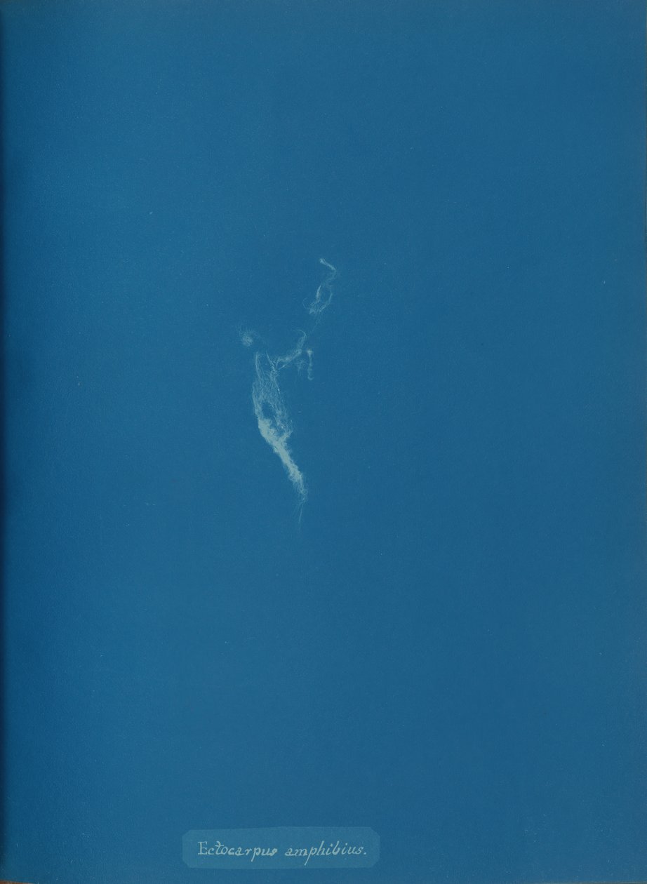 Amphibius Ectocarpus, ca. 1853. autorstwa Anna Atkins