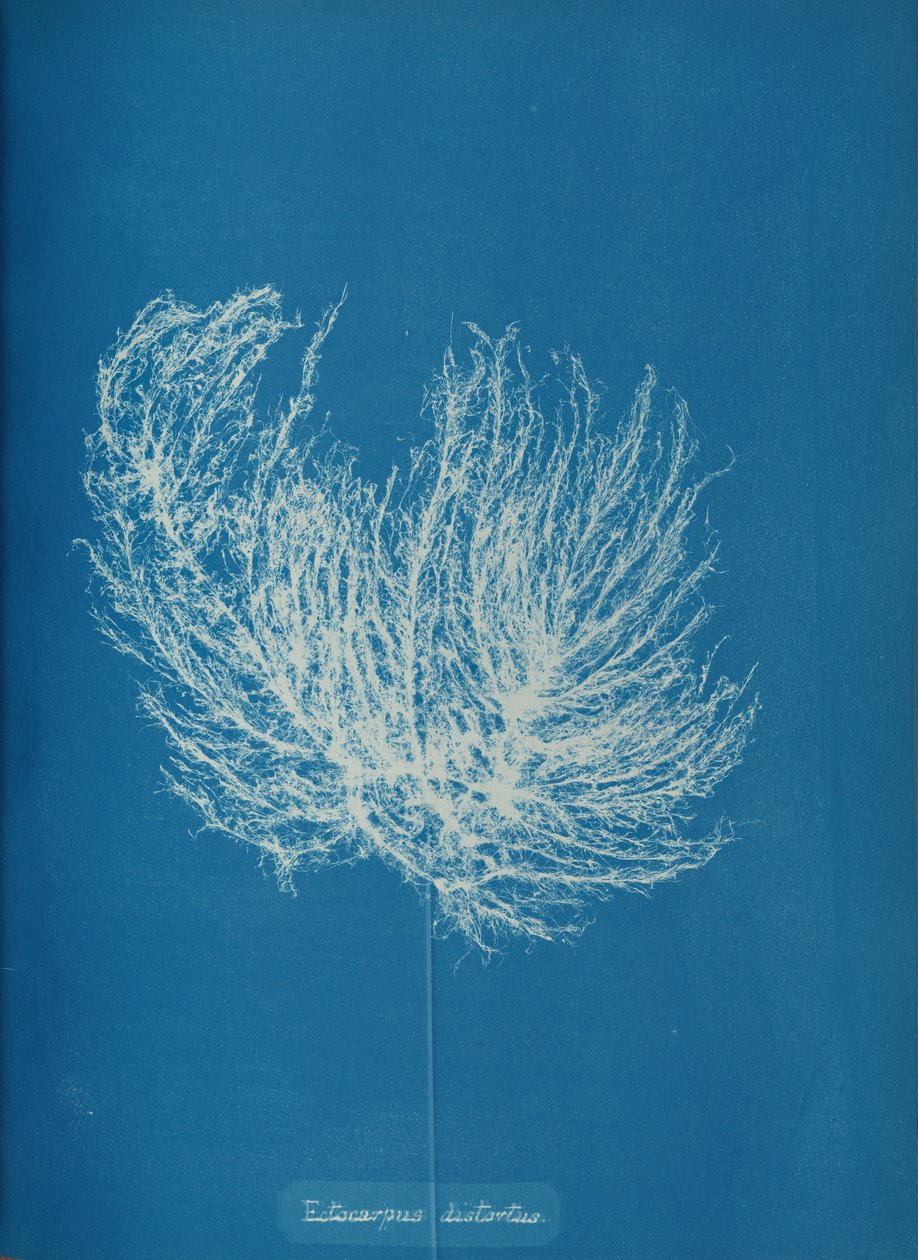 Ectocarpus distanceus, ca. 1853. autorstwa Anna Atkins