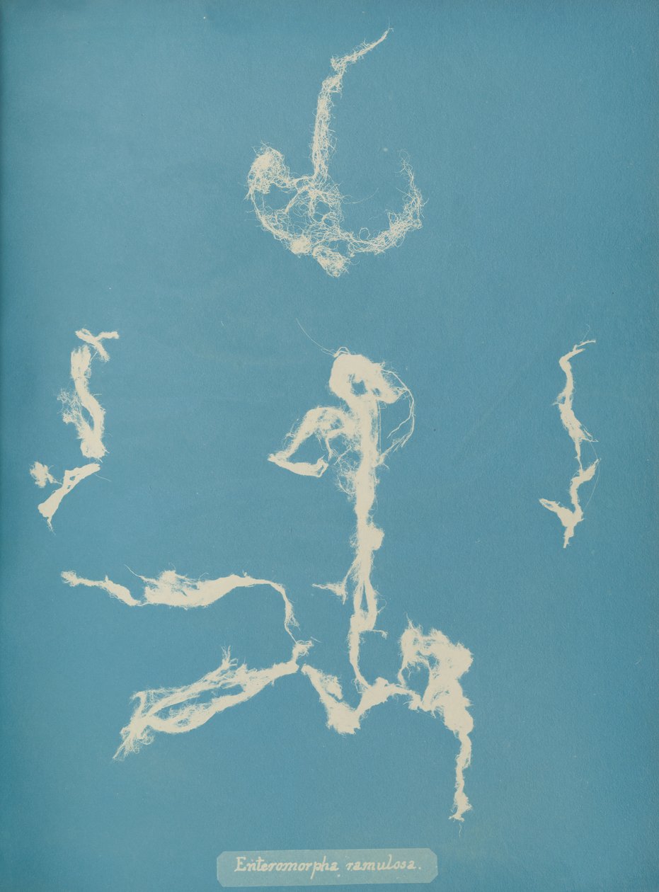 Enteromorpha ramulosa, ca. 1853 autorstwa Anna Atkins