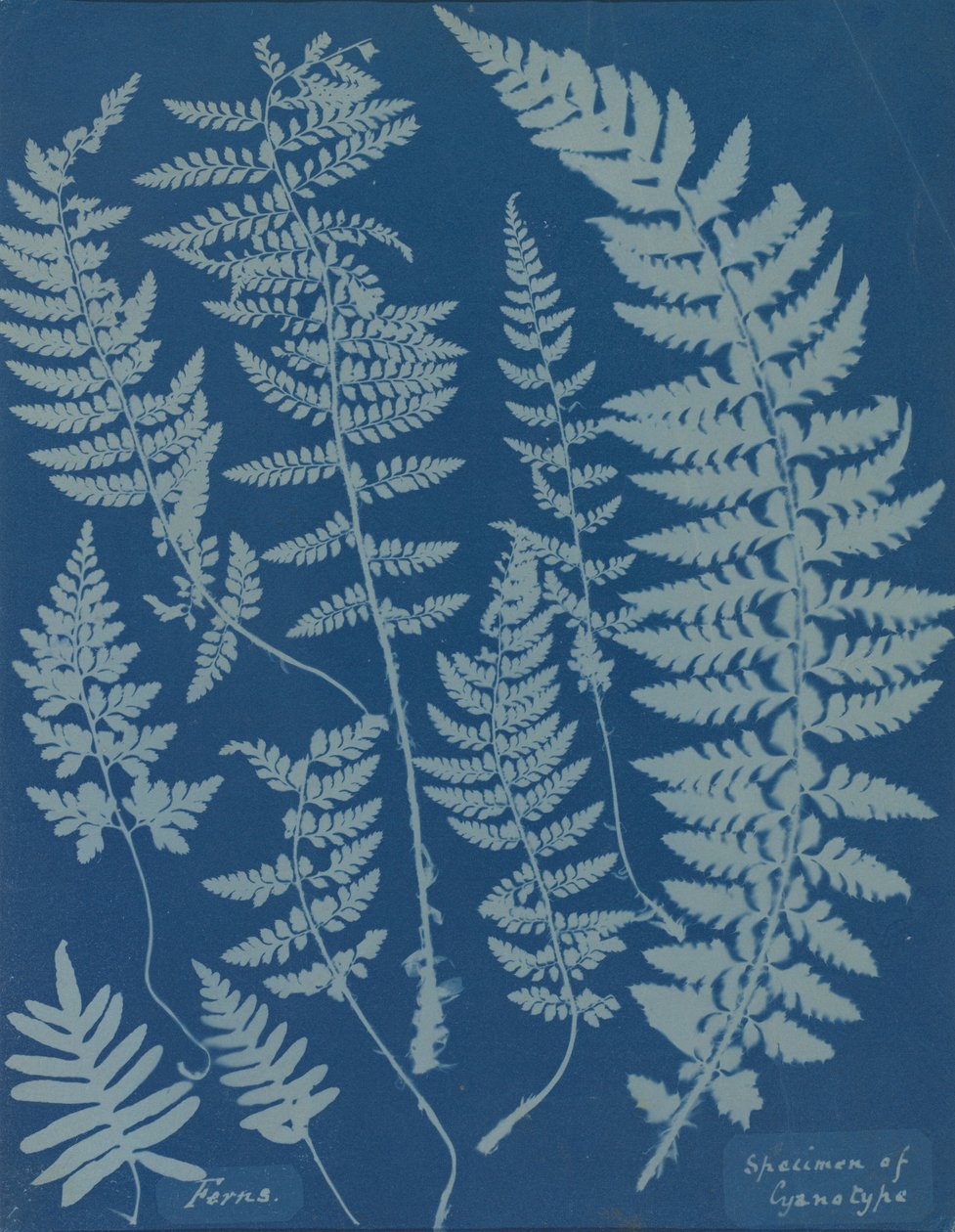 Paprocie. Okaz cyjanotypu autorstwa Anna Atkins