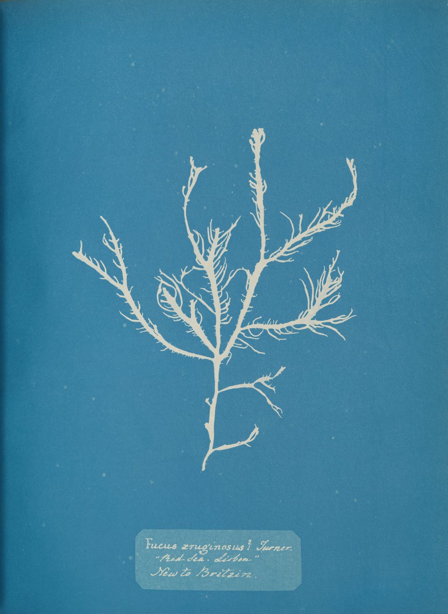 Fucus aeruginosus Turner. Z. Morze Lizbona Nowość w Wielkiej Brytanii., ok. godz. 1853. autorstwa Anna Atkins