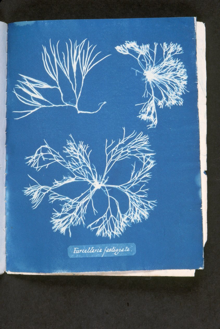 Furcelleria fastigiata, z „Photographs of British Algae: Cyanotype Impressions”, opublikowana w latach 1843-53 (cyjanotyp) autorstwa Anna Atkins