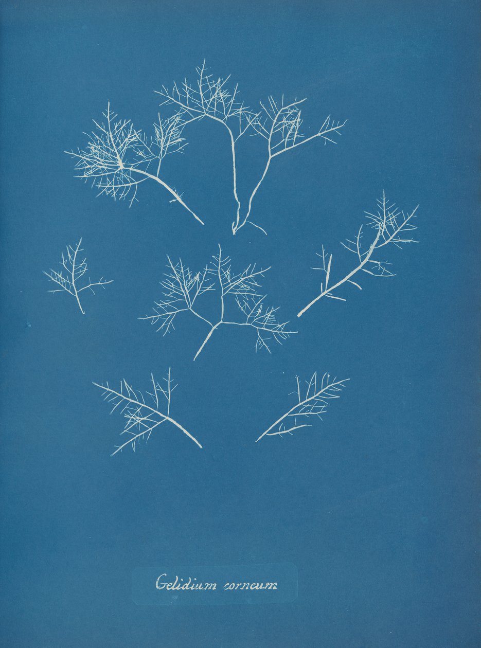 Mróz rogówki, ok. 1853 autorstwa Anna Atkins